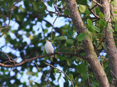 Collared Kingfisher