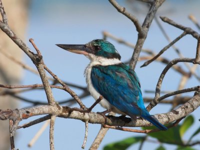 Collared Kingfisher