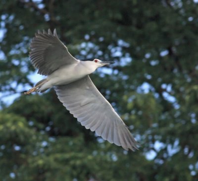 Black-crowned Night Heron