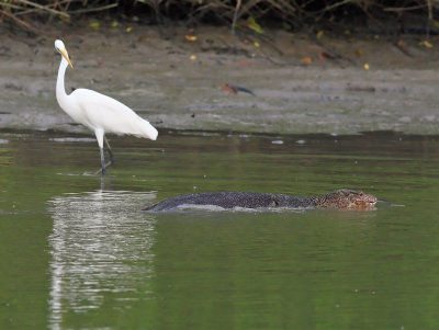 Great Egret and Malayan Water Monitor
