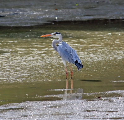 Grey Heron