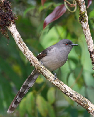 Long-tailed Sibia