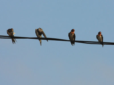 Pacific Swallows