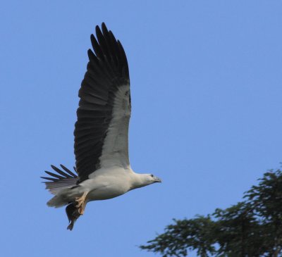 White-bellied Sea Eagle