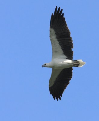 White-bellied Sea Eagle