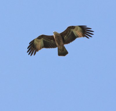 Brahminy Kite, Juvenile