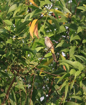 Yellow-vented Bulbul