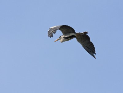 Grey Heron