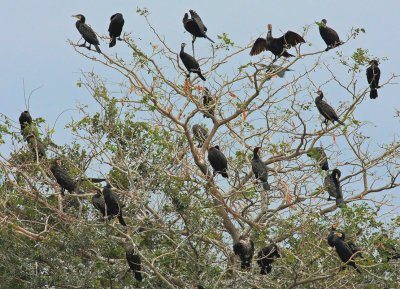 Great Cormorants
