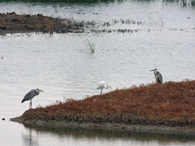 Grey Herons and Great Egret