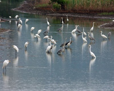 Grey Herons and Great Egrets