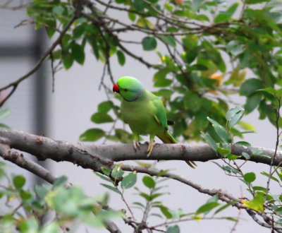 Rose-ringed Parakeet