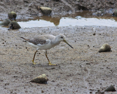 Nordmann's Greenshank