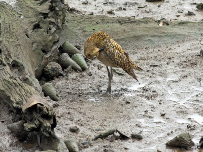 Pacific Golden Plover