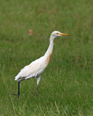 Cattle Egret, breeding plumage