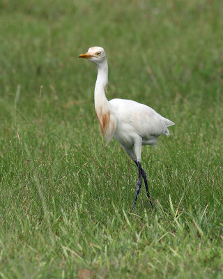 Cattle Egret, breeding plumage