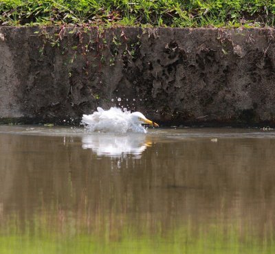 Cattle Egret cooling off