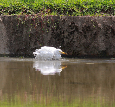 Cattle Egret cooling off