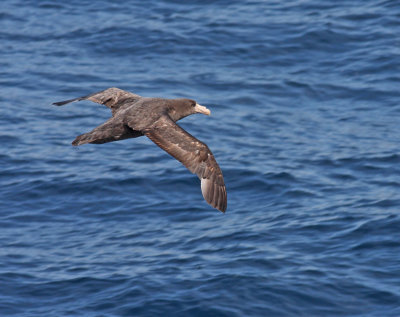 Northern Giant Petrel, juvenile