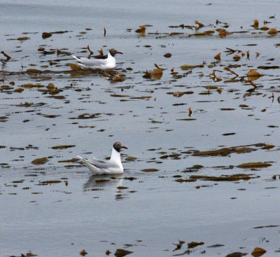 Brown-hooded Gull