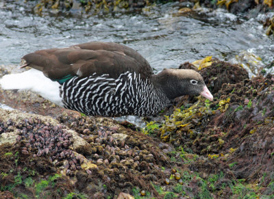 Kelp Goose, female