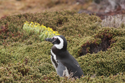 Magellanic Penguin in Diddle-dee