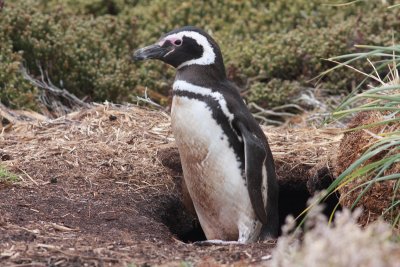 Magellanic Penguin at nest hole