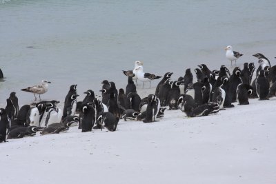 Magellanic Penguins, non breeders & immatures