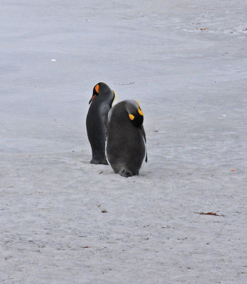 King Penguins, non-breeding