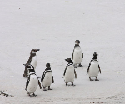 Magellanic Penguins, 4 non-breeders, 2 immatures