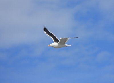 Kelp Gull, breeding adult