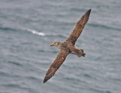 Northern Giant Petrel, probably adult