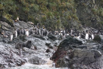 Gentoo and King Penguin colonies