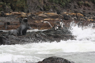 Gentoos and bull Fur Seal