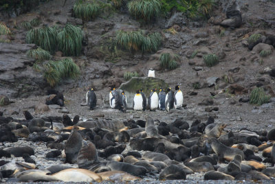 King Penguins surrounded by Fur Seals