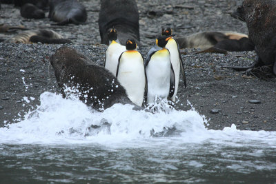King Penguins ignoring the commotion