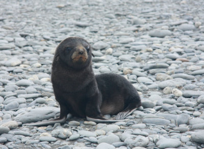 Young Fur Seal pup