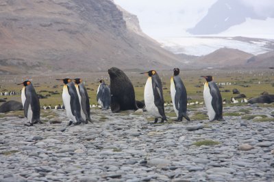 King Penguins on the march