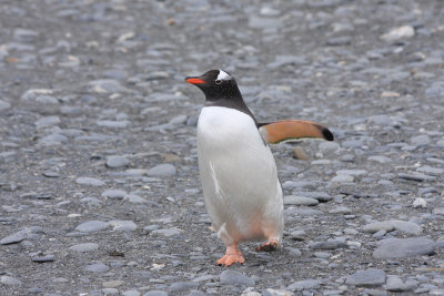 A few Gentoo Penguins live happily amidst the Kings