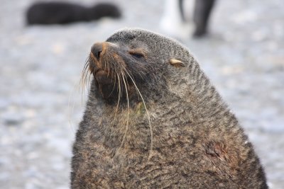 Adult bull Fur Seal