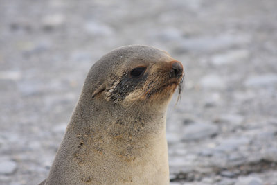 Female Fur Seal
