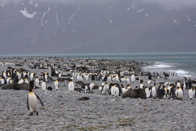 King Penguins and Fur Seals co-exist on the beach