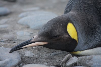 A juvenile King Penguin