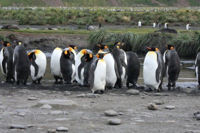 Non-breeding King Penguins