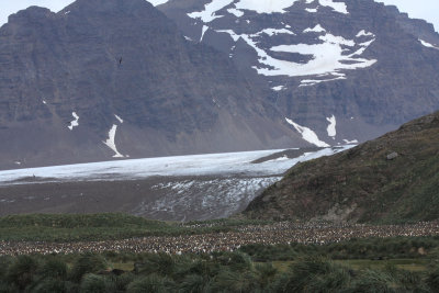 King Penguin rookery below Lucas Glacier