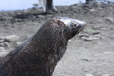 Wet-look Fur Seal