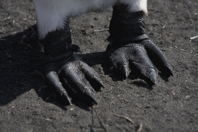 The tough-looking feet of an adult King Penguin