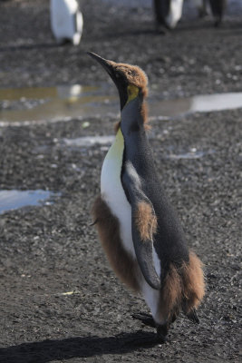 Fledging chick King Penguin, about 50 weeks
