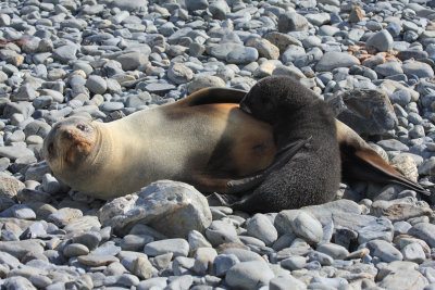 Pup Fur Seal feeding