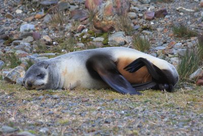A relaxed female Fur Seal